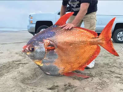 사람만한 개복치… 오리건 해안서 발견