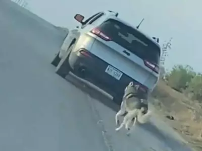 자신 버린 주인을 허스키는 계속 뒤쫓았다…동물학대에 공분