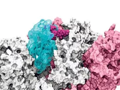 UC 샌디에고 한인 여성과학자 코로나 인체침투 ‘관문’찾았다