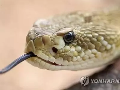 코로나 중증 원인 밝혀져, 방울뱀 신경독처럼 인체 파괴