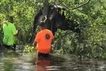 나무 위에 걸린 소, 허리케인 아이다에 휩쓸렸다 구조돼
