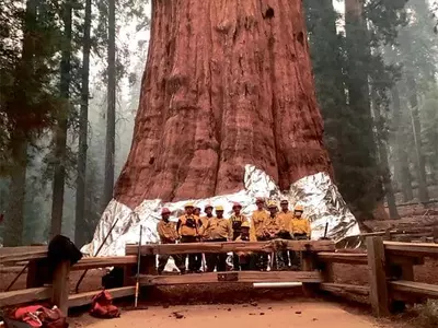 세계 최대 세코이아‘제너럴 셔먼 트리’지켰다