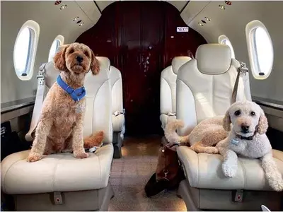 ‘개 팔자가 상팔자~’ 비즈니스석에 전용기까지