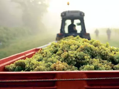 기후변화가 와인 생산에 미치는 영향은