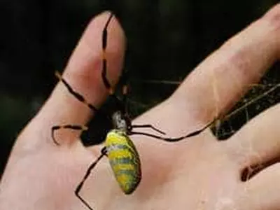 조로 거미 수 백만 마리 주택가에 출몰