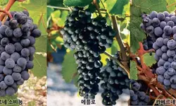 헵번의 조상, 혼종… 와인 명산지·포도 품종의 기원