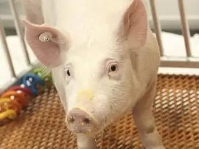 돼지 신장 사람에 이식실험 성공…"이종간 장기이식 큰 진전"