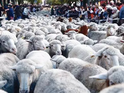 스페인 마드리드 시내 활보하는 양 떼