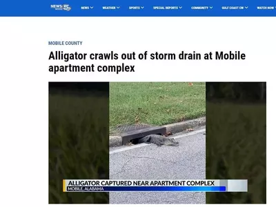 "악, 이게 뭐야"…앨라배마 아파트단지 배수구서 악어 기어나와