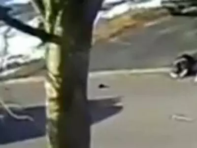 졸도한 주인 살린 견공의 영특함…길 막고 지나던 차 세워