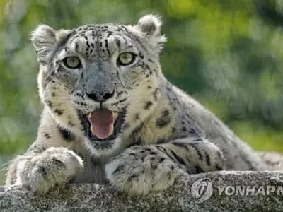 "미국 야생사슴 무리서 코로나 확산…인간 전파 동물 숙주 우려"