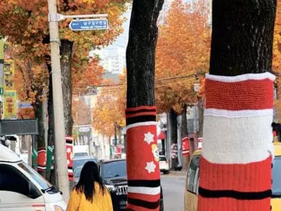 한국은 겨울 문턱… 뜨개옷 입은 가로수