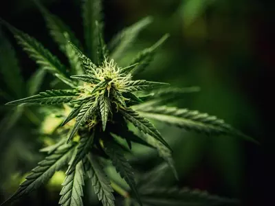 귀넷, 소량 마리화나 비범죄화 무기한 연기?