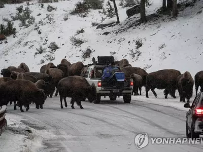 옐로스톤 국립공원 도로 막아선 들소 떼