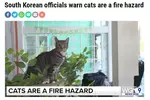 미언론들, 한국소방당국 발표 인용해 '고양이 방화 주의보' 발령