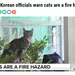 미언론들, 한국소방당국 발표 인용해 '고양이 방화 주의보' 발령