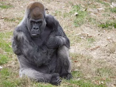 애틀랜타동물원, 세계 최고령 고릴라 61세로 사망