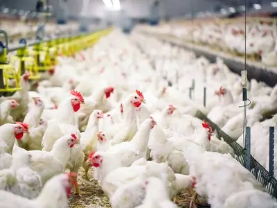 국내 조류독감 발생, 조지아주 확산 방지에 주력