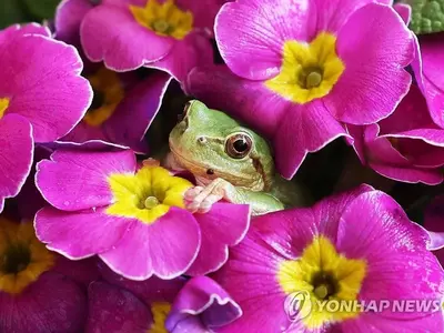 청개구리의 수줍은 봄 인사