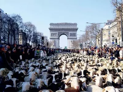 파리 도심 속 양떼 이동