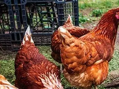 17개주서 조류 인플루엔자 확산