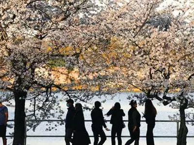 벚꽃 활짝 핀 워싱턴