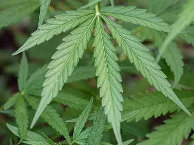 대마 소지 입국자 처벌, 한국 헌재 ‘합헌’ 결정