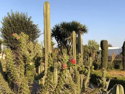 점점 뜨거워지는 지구, 사막의 선인장도 못 견딘다