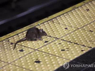 뉴욕 거리 점령한 쥐떼, '인간 일상회복'에 음지 돌아갈까