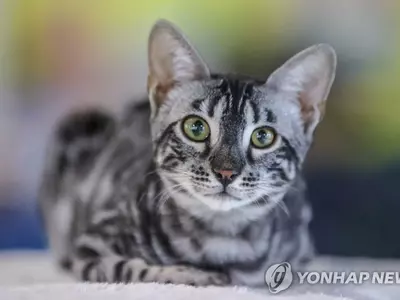 '가택침입' 고양이에 과태료 폭탄 지자체 12만5천달러 물어내