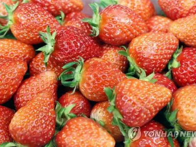 유기농 딸기 ‘A형 간염’ 유발 비상