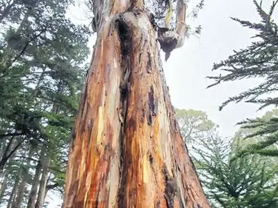 올곧은 언론 ‘정론직필’ 53년… 미주 한국일보 창간 53주년