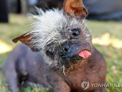 하이에나야 개야…학대받던 노견 '세계 챔피언' 견생역전