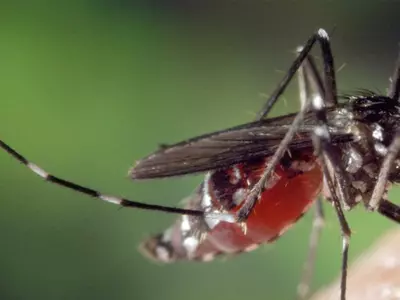 애틀랜타 웨스트 나일 바이러스 출현