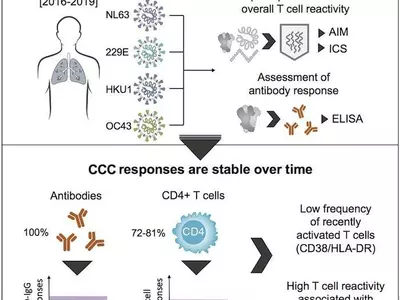 '감기 바이러스' 면역에 비춰본 '신종 코로나'의 미래