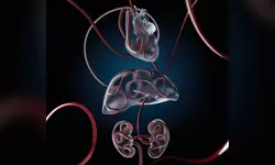 죽은 돼지의 심장 다시 뛰었다