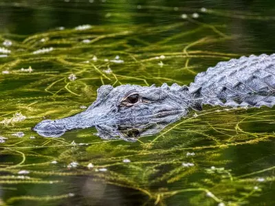 88세 할머니, 실버타운 내 연못서 악어 공격에 사망