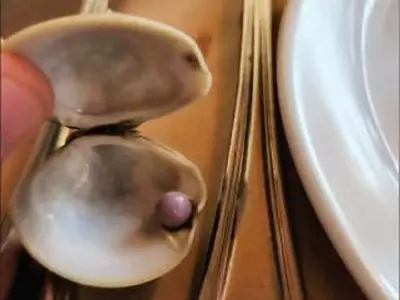 뜻밖의 횡재, 식당서 조개 먹다 진주 발견