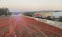 고속도로에 토마토 15만개 '와르르'