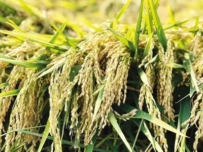 지속된 가뭄에 가주 쌀 생산 올해 30% 감소