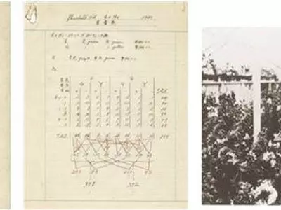 속이 꽉찬 우장춘‘무와 배추’… 쓰라린 역사의 산물