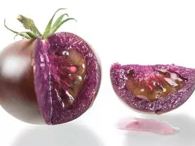 보라색 토마토 곧 출시된다