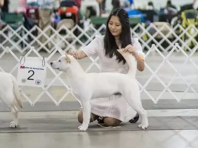 한인 여고생 진돗개로 도그쇼 핸들러 수상