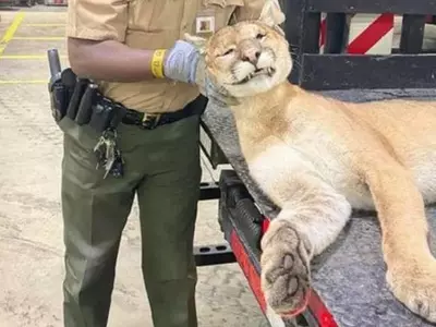 시카고 교외 고속도로서 야생 퓨마 차에 치어 숨져