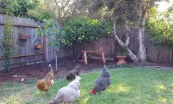 스와니 뒷마당에 수탉 사육 금지