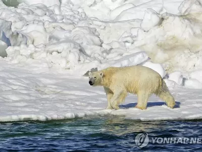 알래스카서 북극곰 공격에 1살배기 아들과 엄마 숨져