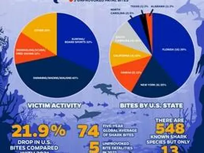 "이유없는 상어 공격 작년 57건…10년래 최저"