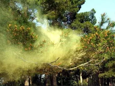 사상 최대 꽃가루, 알러지 방지팁