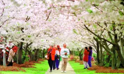 메이컨 벚꽃축제 17일부터 열흘간