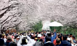 “흐드러진 벚꽃 터널”…한국 진해군항제 ‘꽃캉스’ 북적